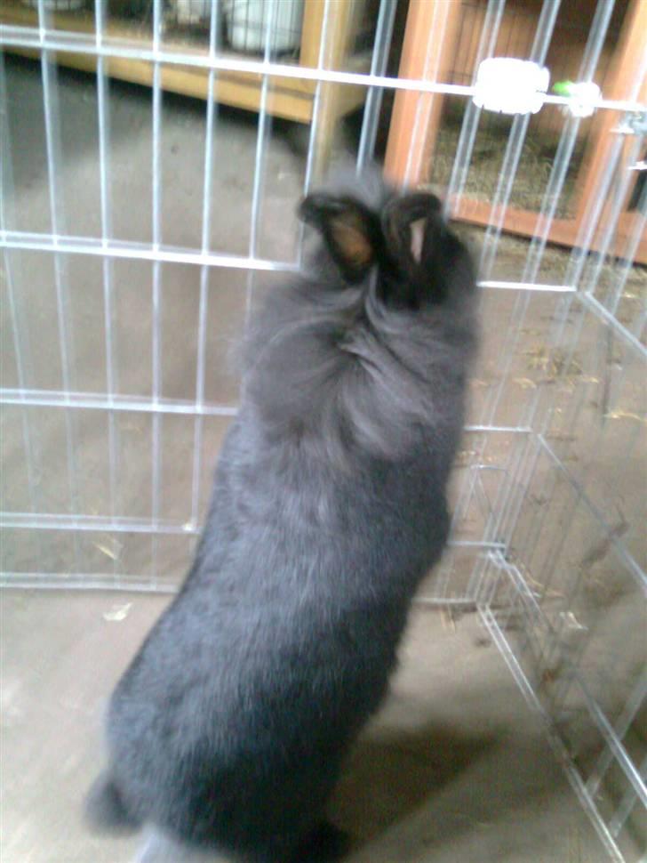 Kanin Sorte billede 3