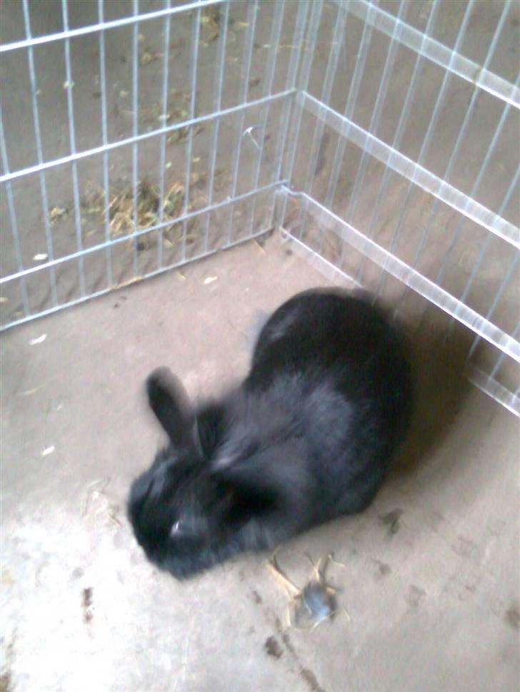 Kanin Sorte billede 4