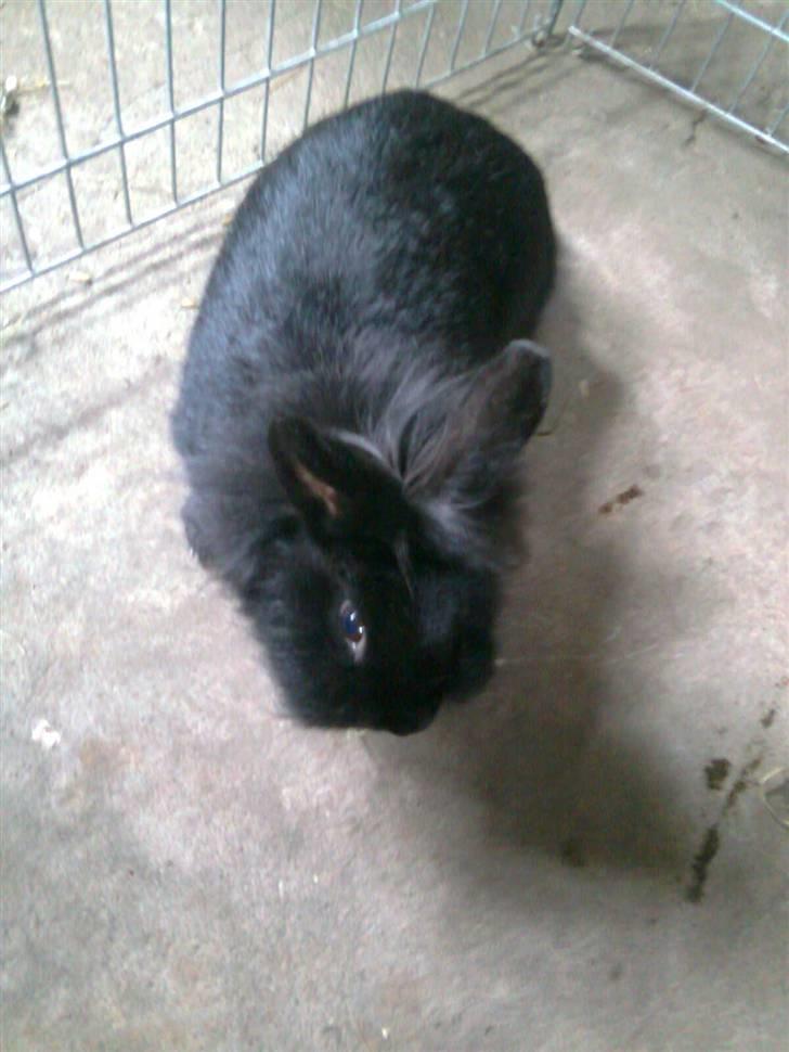 Kanin Sorte billede 5