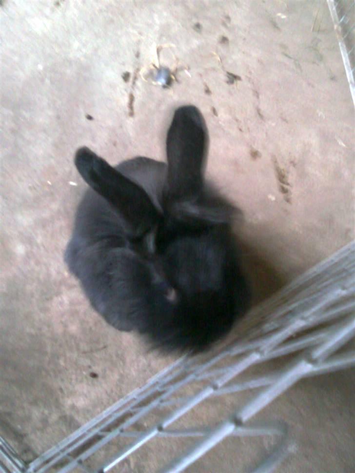 Kanin Sorte billede 6