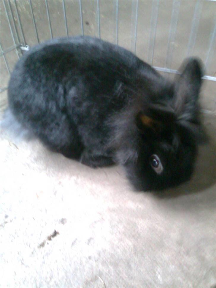 Kanin Sorte billede 7