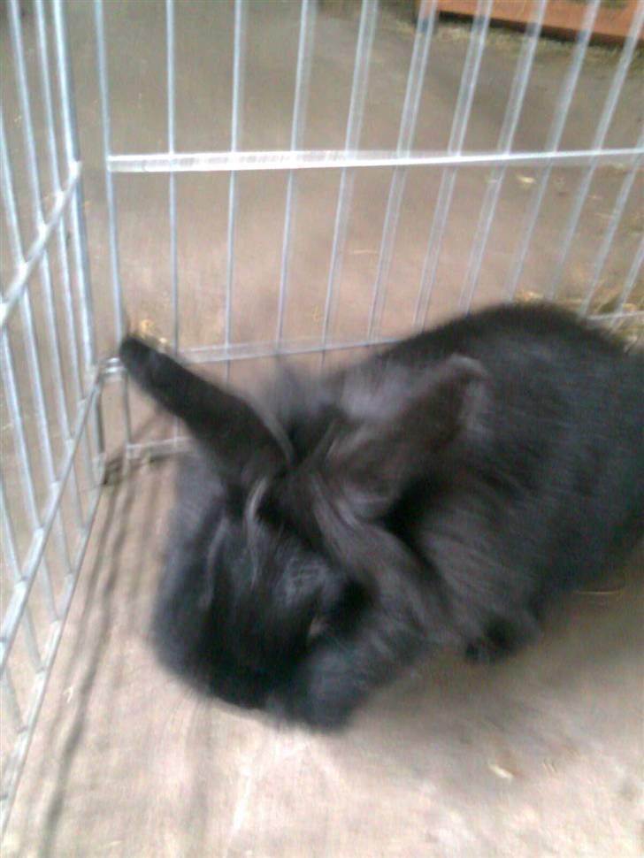 Kanin Sorte billede 8