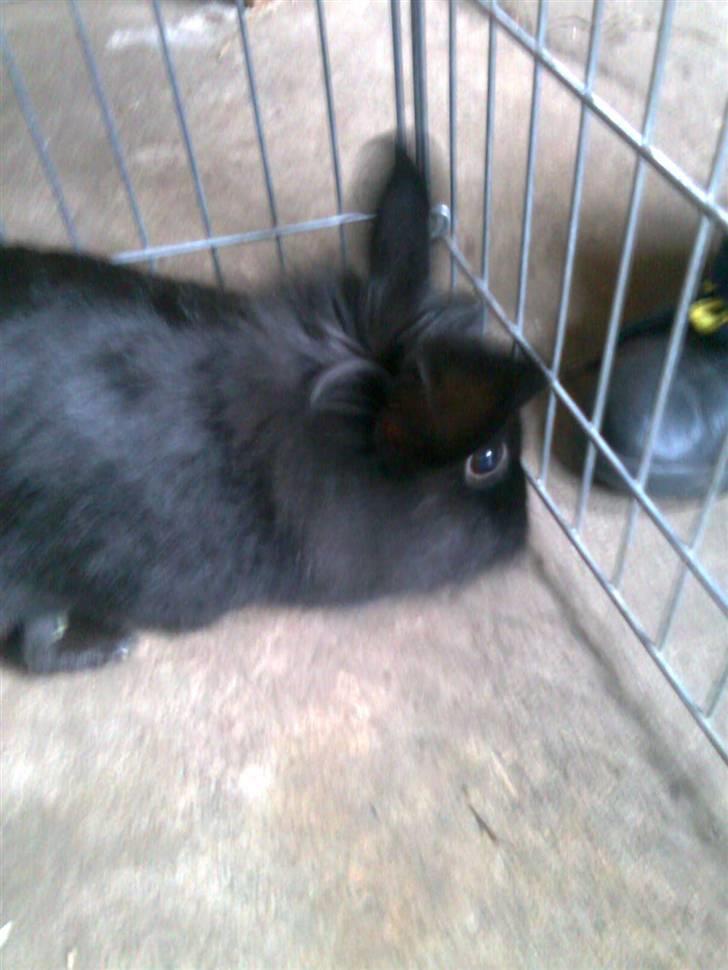 Kanin Sorte billede 9