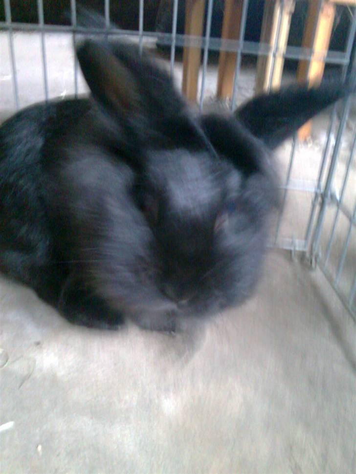 Kanin Sorte billede 10