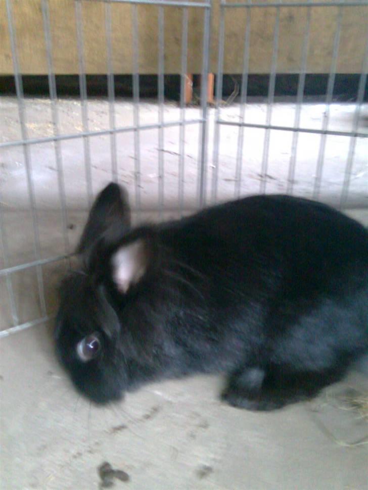 Kanin Sorte billede 11