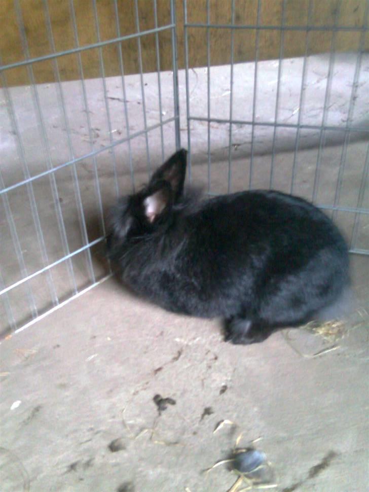 Kanin Sorte billede 12