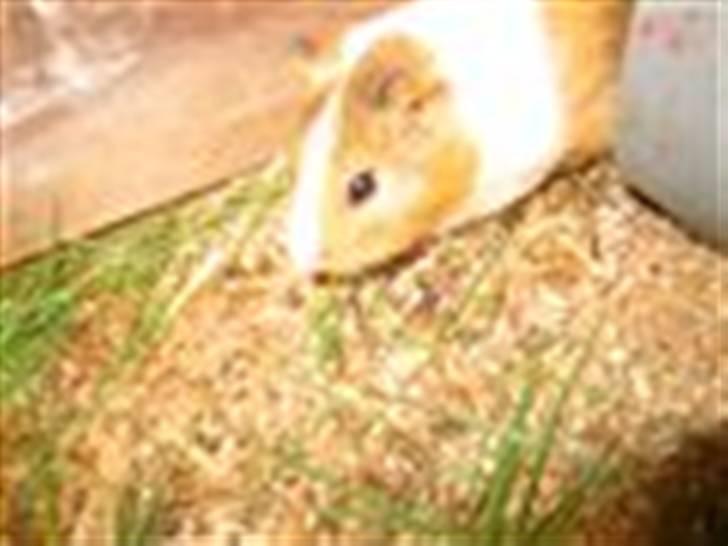 Marsvin Piv  billede 4