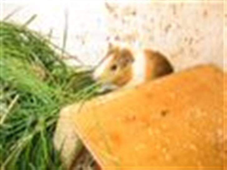 Marsvin Piv  billede 5