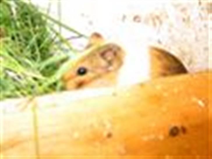 Marsvin Piv  billede 6