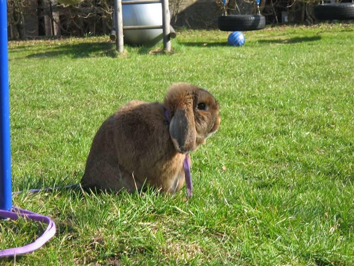 Kanin Holmens Nuogat <3 billede 10