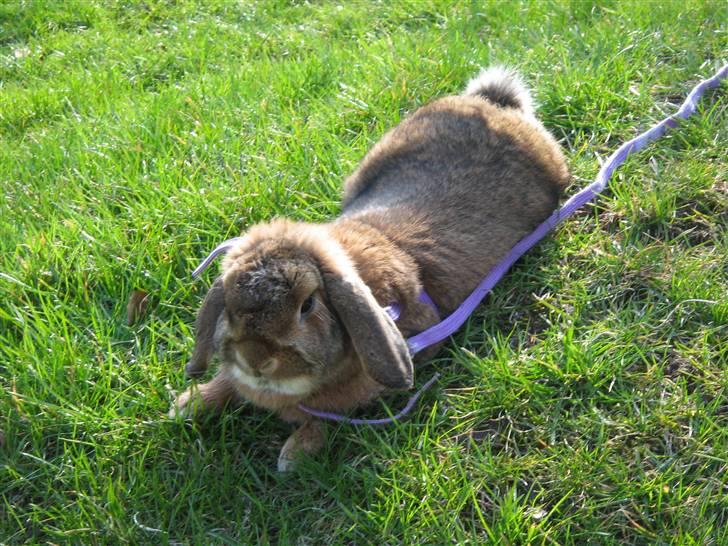 Kanin Holmens Nuogat <3 billede 11