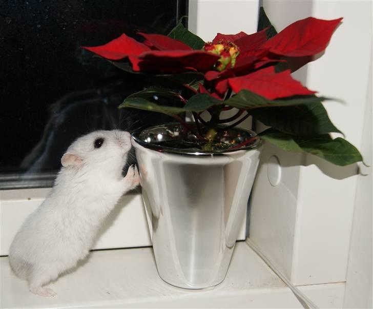 Dværghamster Stella † DØD 10.1.2011 †  billede 1