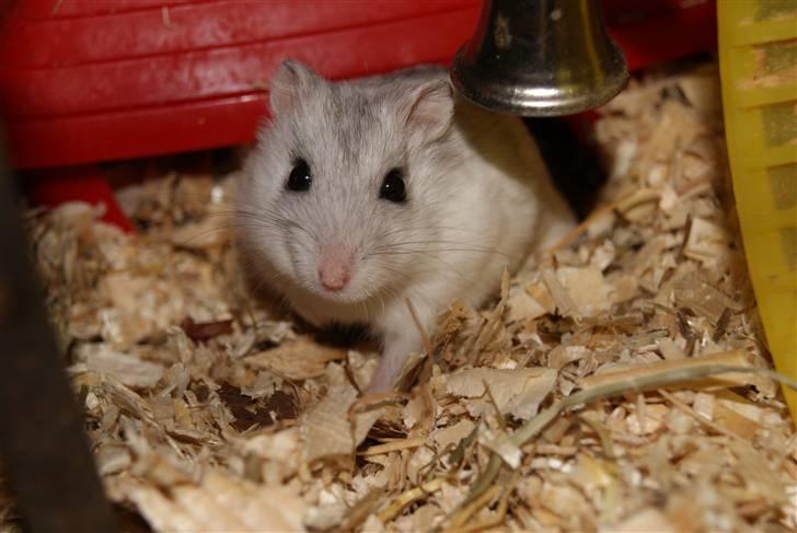 Dværghamster Stella † DØD 10.1.2011 †  billede 2