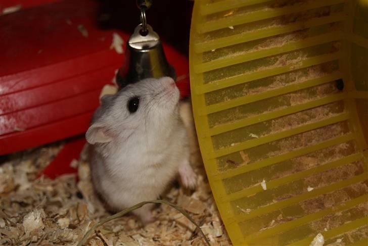 Dværghamster Stella † DØD 10.1.2011 †  billede 3