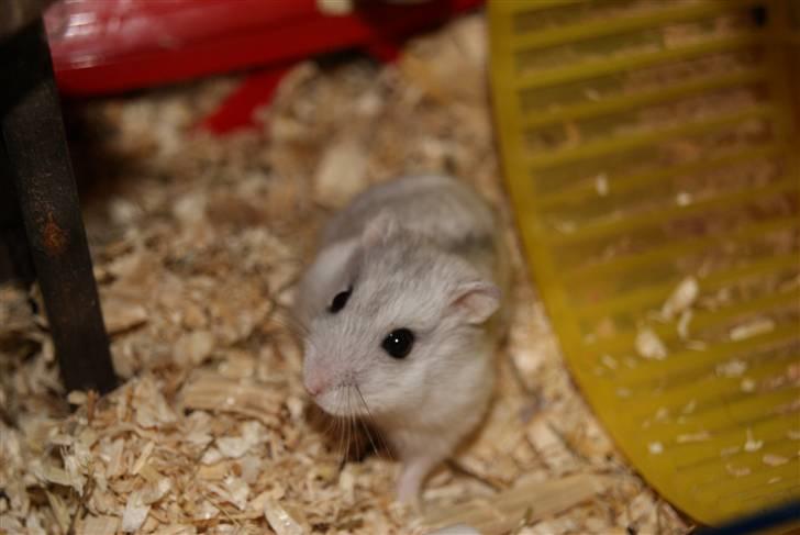 Dværghamster Stella † DØD 10.1.2011 †  billede 4