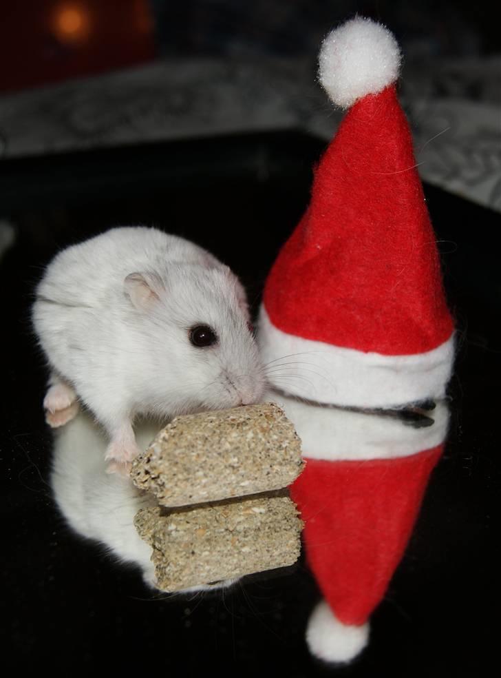 Dværghamster Stella † DØD 10.1.2011 †  billede 5