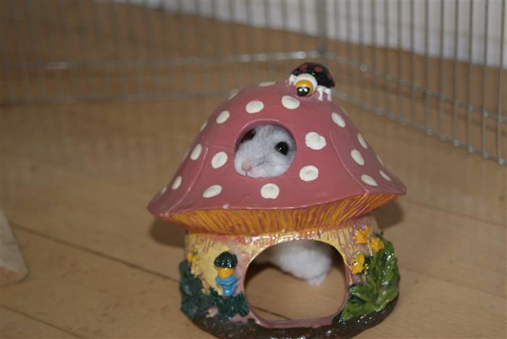 Dværghamster Stella † DØD 10.1.2011 †  billede 6