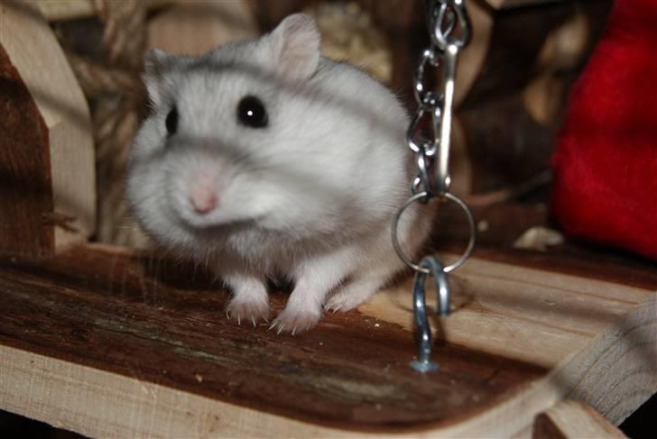 Dværghamster Stella † DØD 10.1.2011 †  - Stella med vat i munden til hendes hule :) det ser sjovt ud :)  billede 7