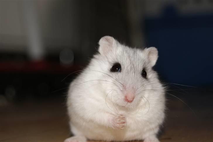 Dværghamster Stella † DØD 10.1.2011 †  billede 8