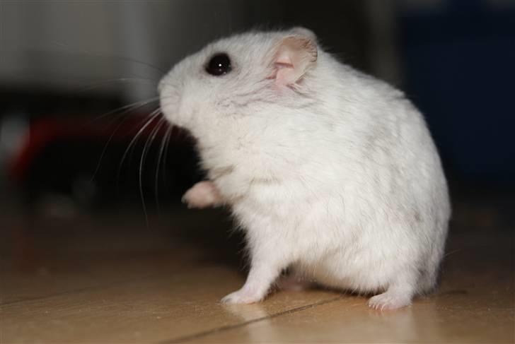 Dværghamster Stella † DØD 10.1.2011 †  billede 9