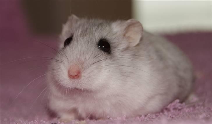 Dværghamster Stella † DØD 10.1.2011 †  billede 10