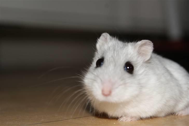 Dværghamster Stella † DØD 10.1.2011 †  billede 11