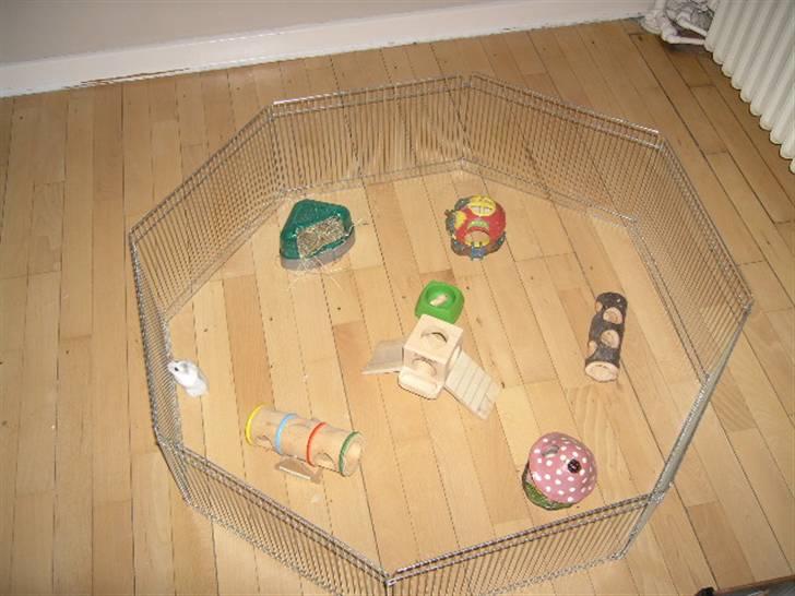 Dværghamster Stella † DØD 10.1.2011 †  - Stella´s legeplads  billede 12