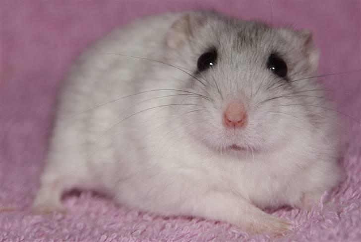 Dværghamster Stella † DØD 10.1.2011 †  billede 13