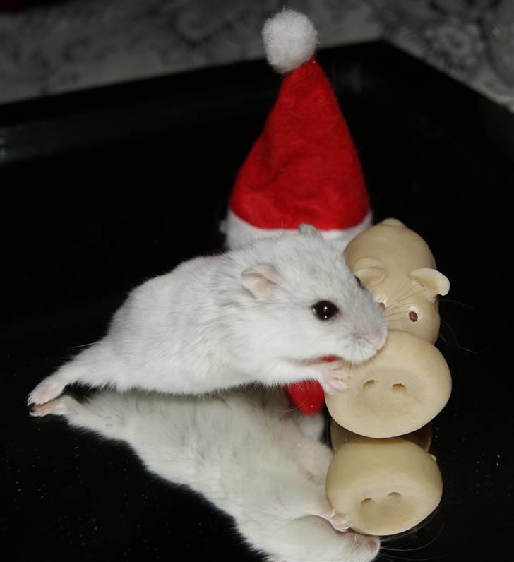 Dværghamster Stella † DØD 10.1.2011 †  - Stella drikker billede 14