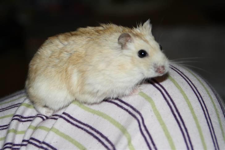 Dværghamster Mickey R.I.P - #12 billede 12
