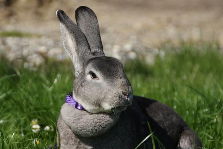 Kanin Princess Zara Celine - Fotograf: Annika Jeppesen. billede 1