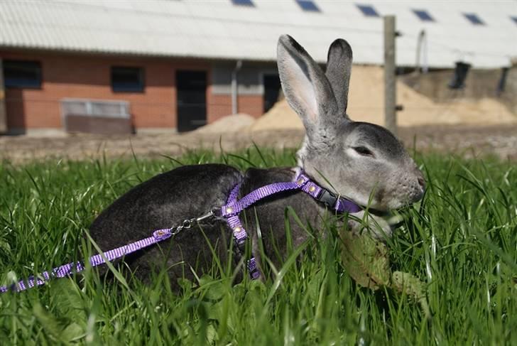 Kanin Princess Zara Celine billede 2