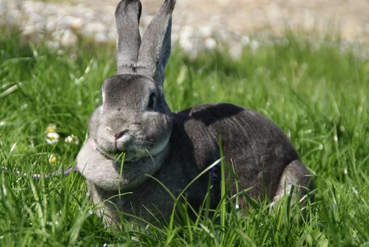 Kanin Princess Zara Celine billede 3