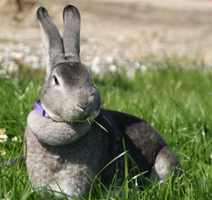 Kanin Princess Zara Celine billede 4