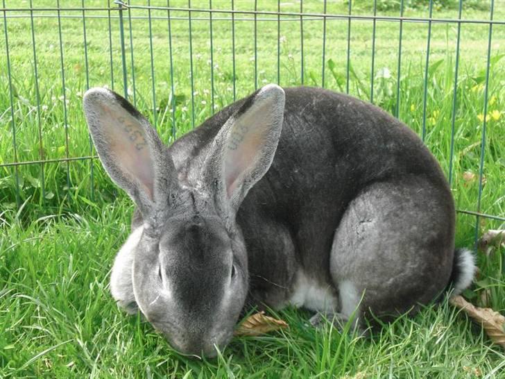 Kanin Princess Zara Celine billede 5