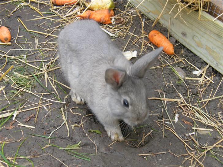 Kanin Vimmer Bimmer billede 1