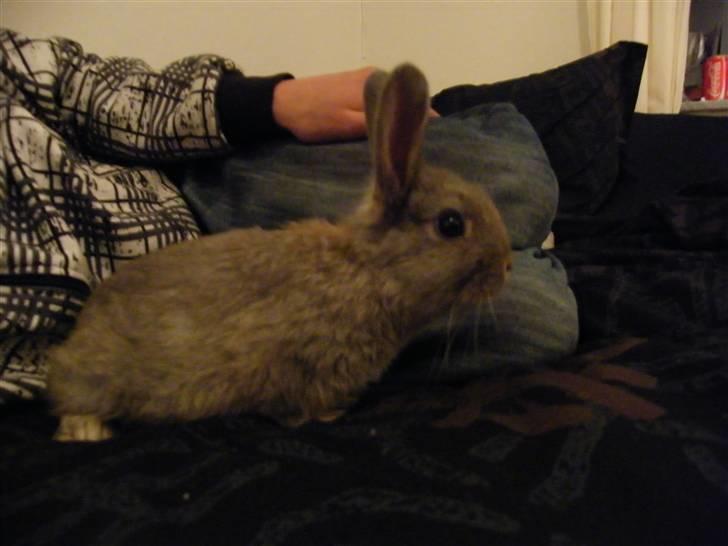 Kanin Vimmer Bimmer billede 2