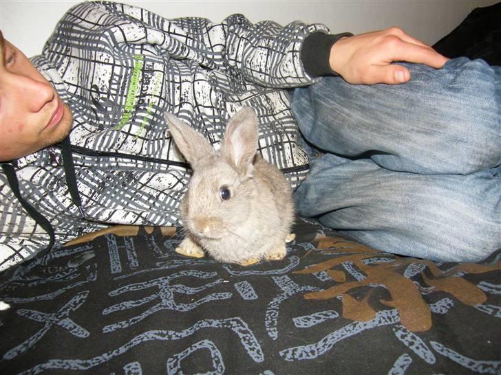 Kanin Vimmer Bimmer billede 3