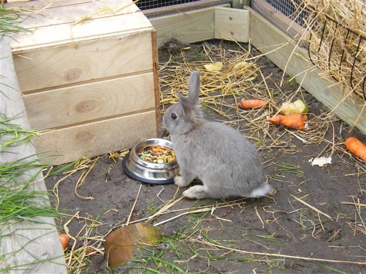 Kanin Vimmer Bimmer billede 4