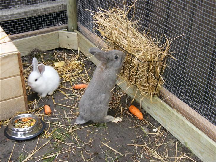 Kanin Vimmer Bimmer billede 5