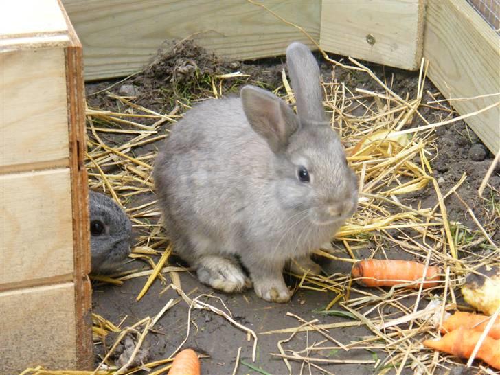 Kanin Vimmer Bimmer billede 6