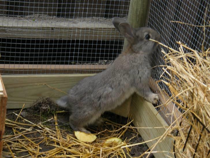 Kanin Vimmer Bimmer billede 7