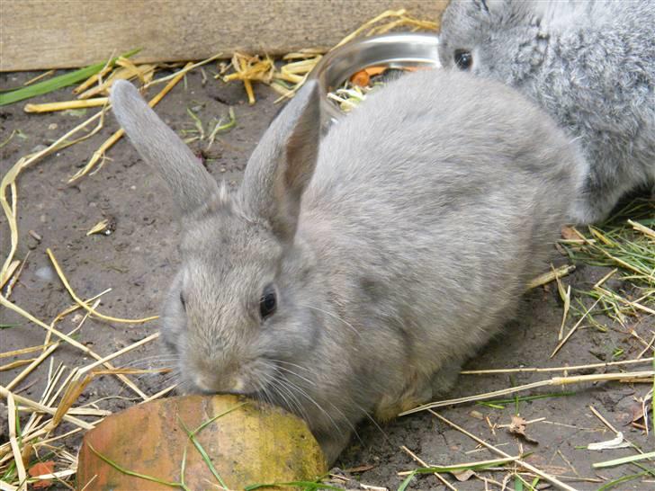 Kanin Vimmer Bimmer billede 8