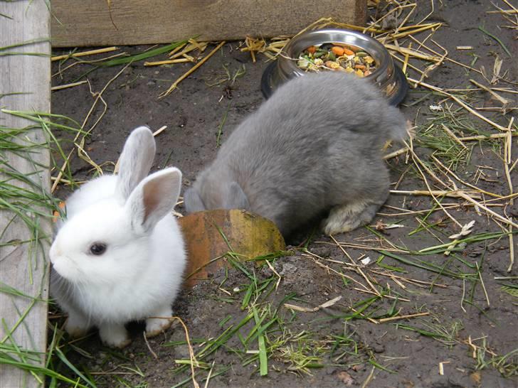 Kanin Vimmer Bimmer billede 9
