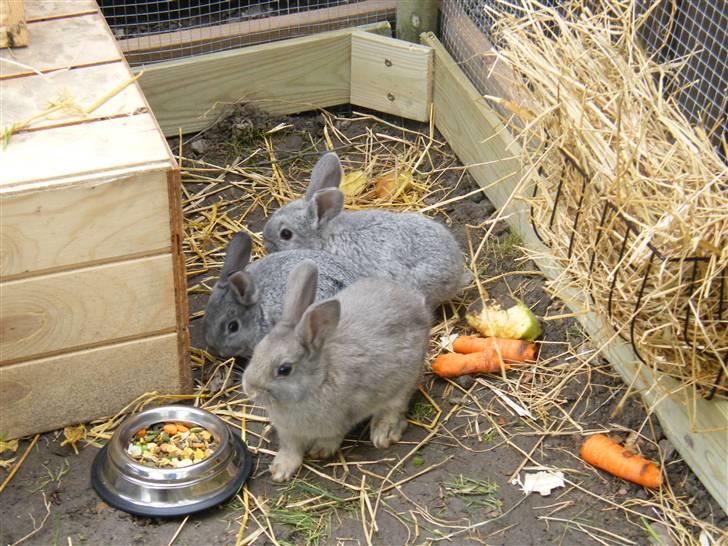 Kanin Vimmer Bimmer billede 10