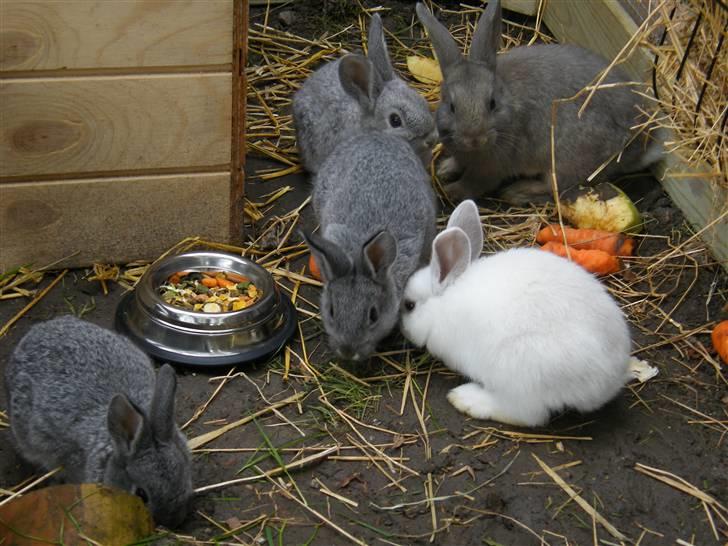 Kanin Vimmer Bimmer billede 11