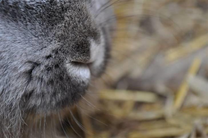 Kanin tøssen billede 15