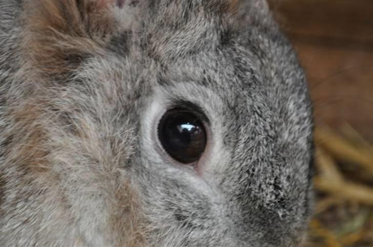 Kanin tøssen billede 16