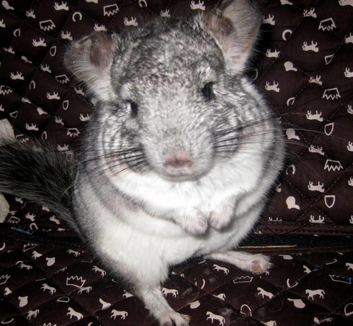 Chinchilla Gustav - Velkommen til Gustav´s profil :D billede 1