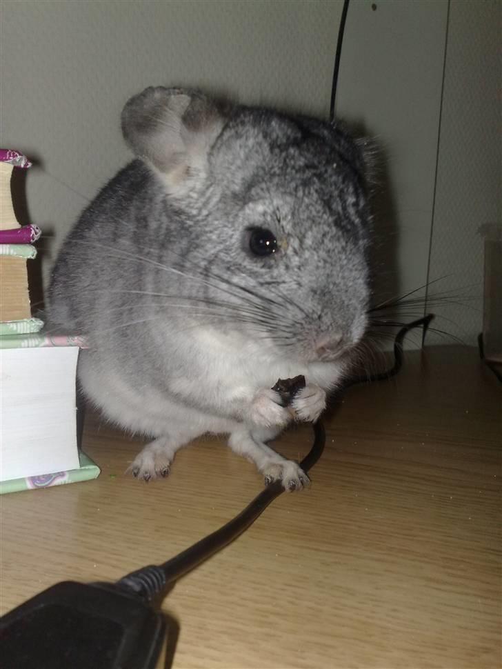 Chinchilla Gustav - Nam nam .... billede 2